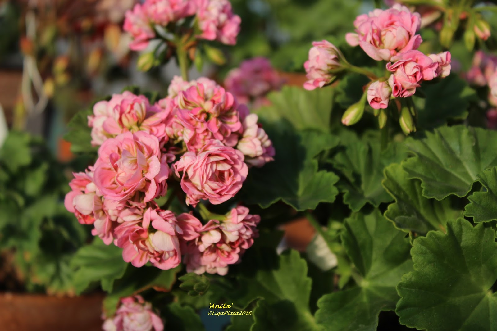 Пеларгония Leufsta Rosebud